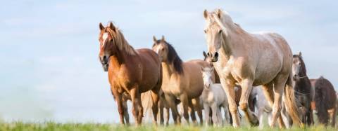 Horses
