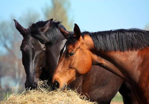Black horse and brown horse eating hay