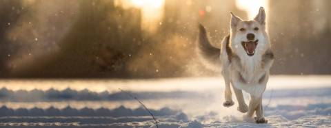 Dog in the water