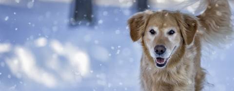 Golden Retriever in the snow