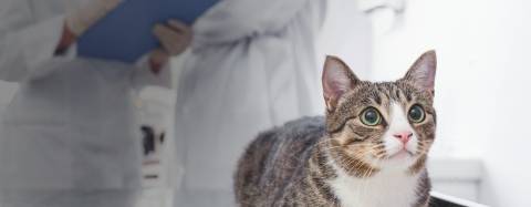 Cat with a veterinarian