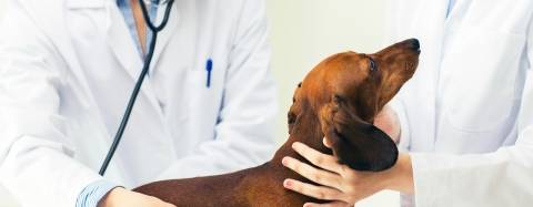 Dog with veterinarian