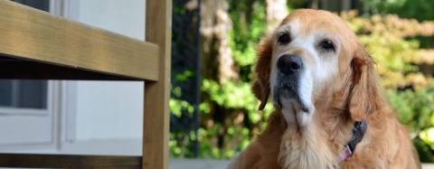 Older Golden Retriever