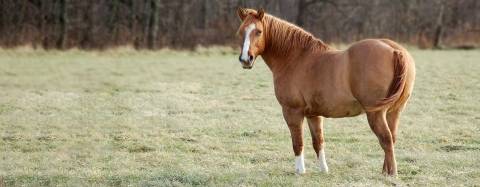 Horse in a field