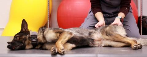 Dog getting treatment for back pain