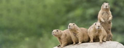 Prairie Dogs