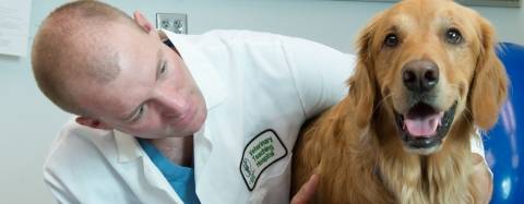 Golden Retriever with a veterinarian