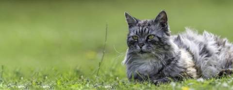 Cat laying in the grass