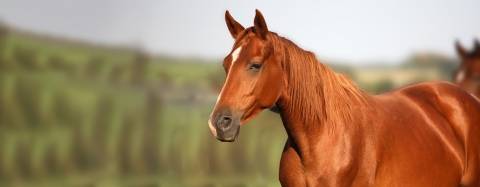 Horse in a field