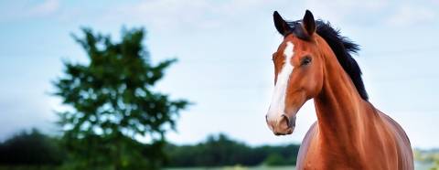 Horse in a field