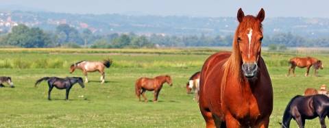 Horses in a field