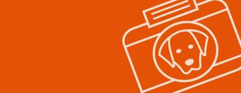 Icon of camera and dog