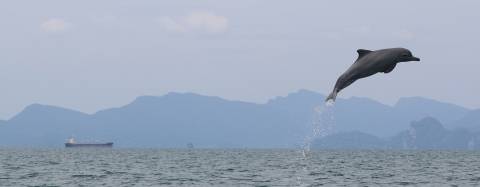 Dolphin jumping out of the ocean