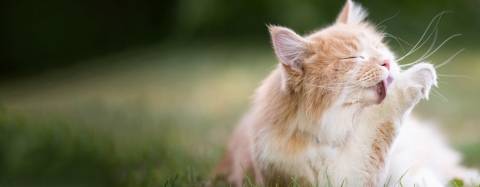Cat grooming