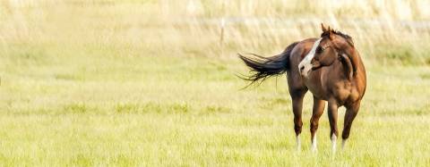 Horse in a field