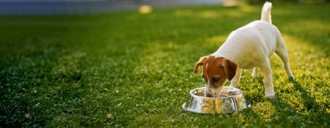 Dog with food bowl
