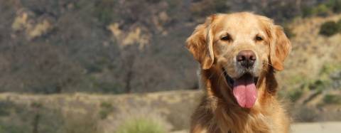Parker Golden Retriever