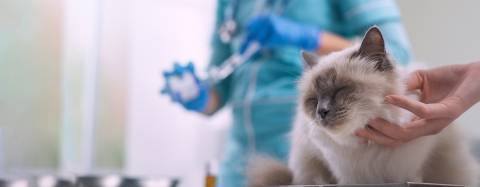 Cat with veterinarian