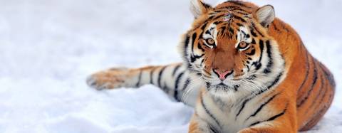 Tiger in the Snow