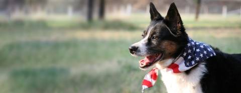 Dog with American flag bandana