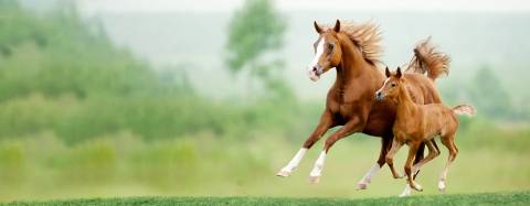 Horse & Foal