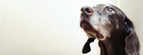 Old dog