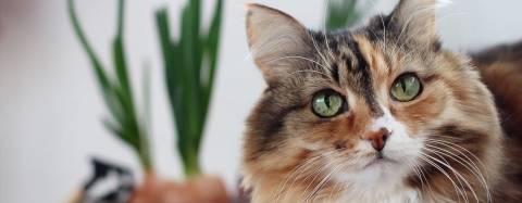 Cat laying in front of a plant