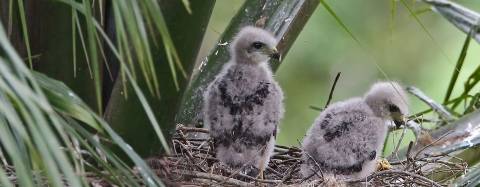 Ridgway's hawk