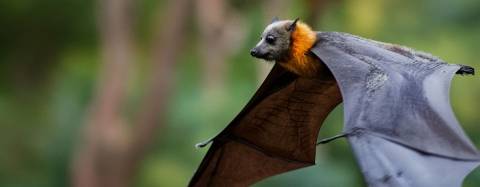 Bat flying