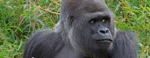 Mountain gorilla