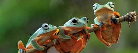 Frogs