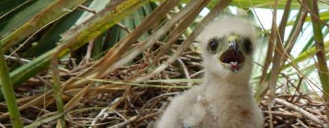 Ridgway's hawk