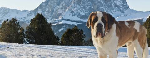 Saint Bernard in the snow