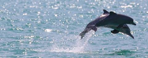 Dolphins jumping out of the water