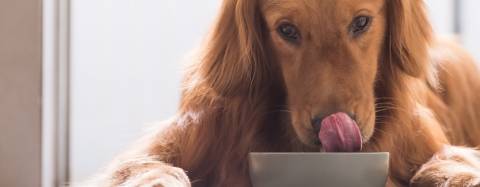 Dog licking a food bowl
