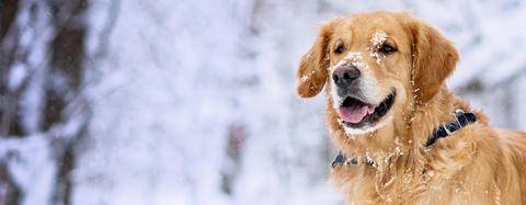 Golden Retriever in the snow