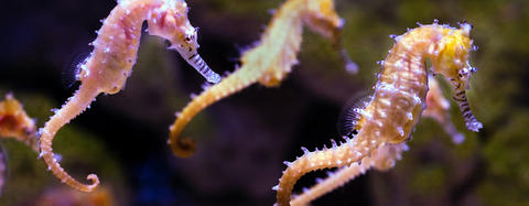 Seahorses in the ocean