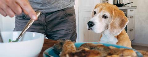dog watching owner bake