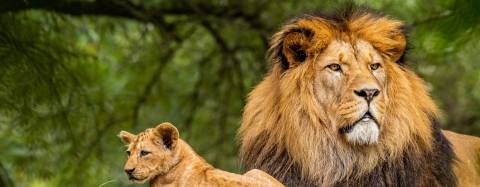 Adult lion with a cub