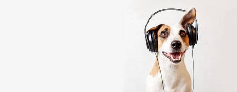 Dog with headphones on