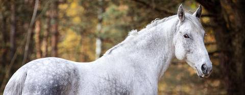 White horse in the woods