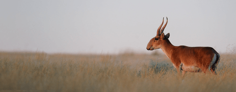 antelope in field