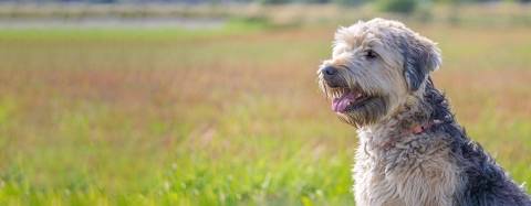 dog sitting in filed