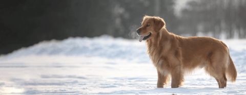 dog in the snow