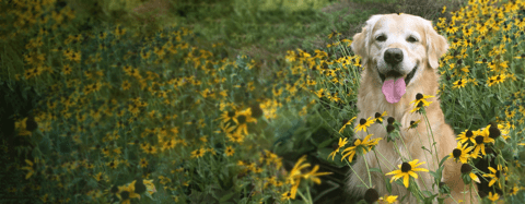 dog sitting in a field