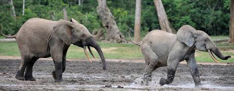 African Forest Elephants