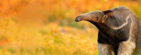 Anteater