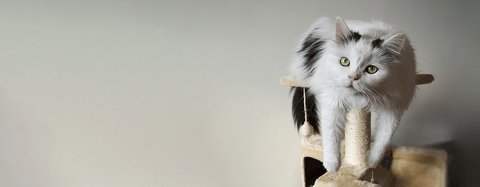 cat on scratcher