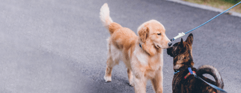 two dogs on a leash