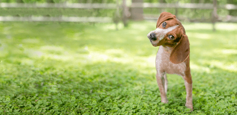 dog in field